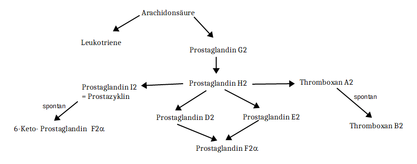 Prostaglandin - Synthese