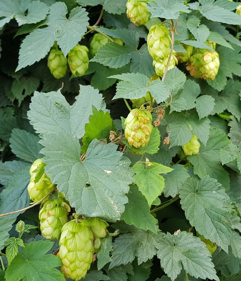 Hopfen
