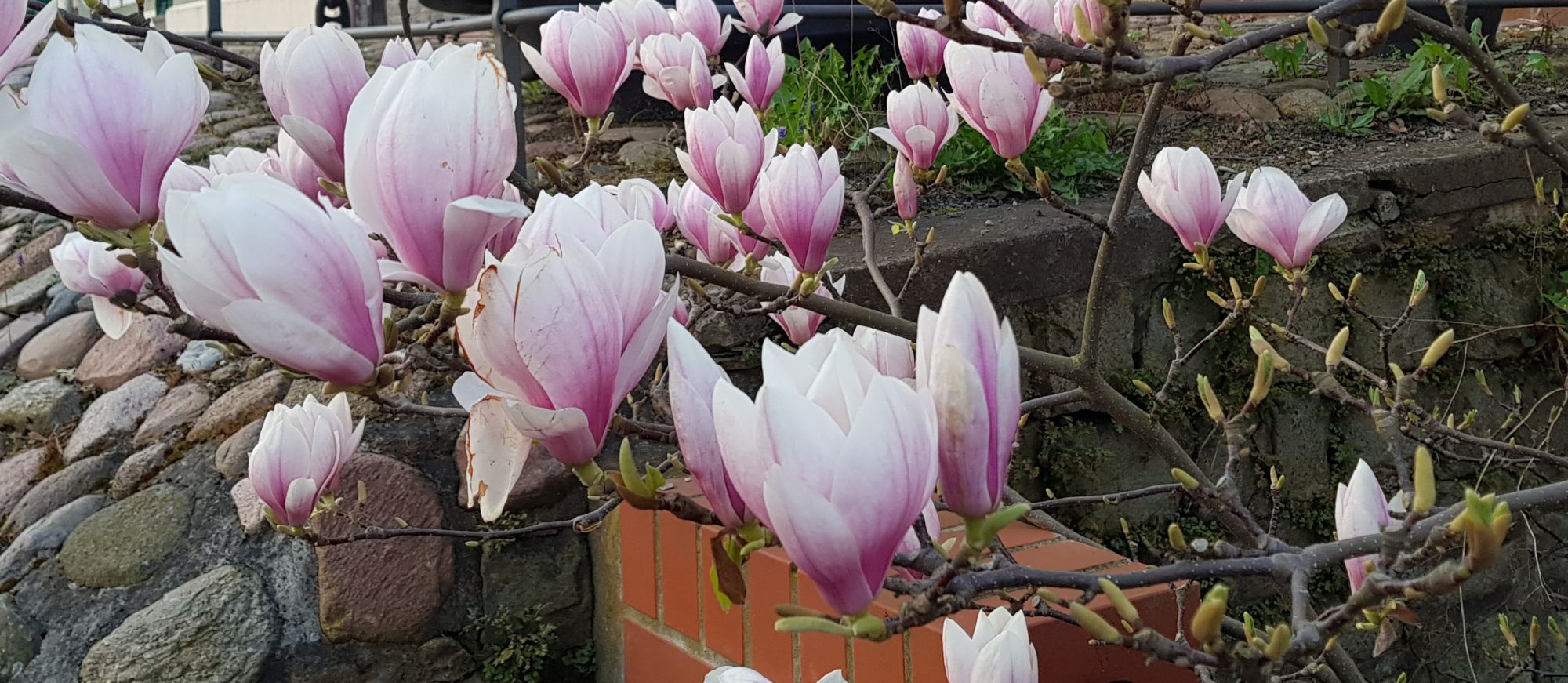 Magnolienblüte