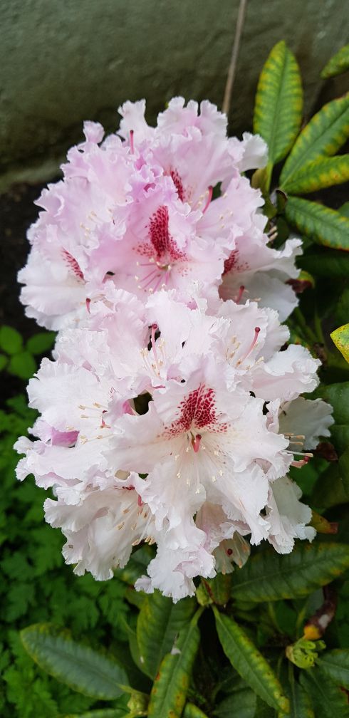 Rhododentron