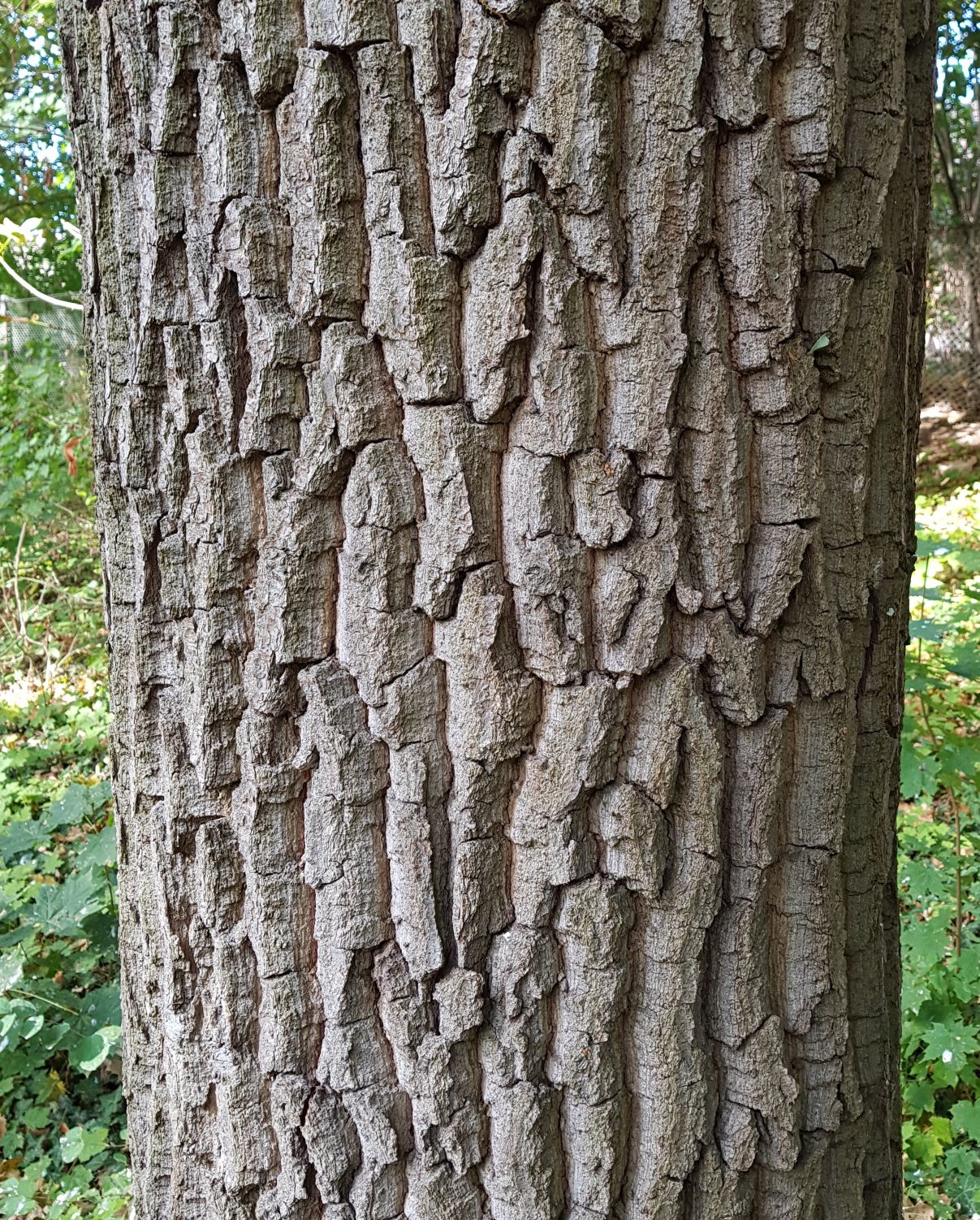 Eichenrinde