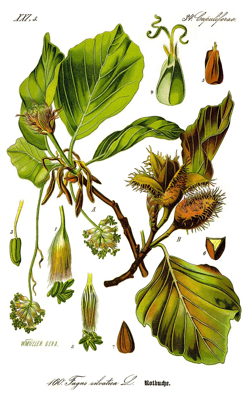 Fagus