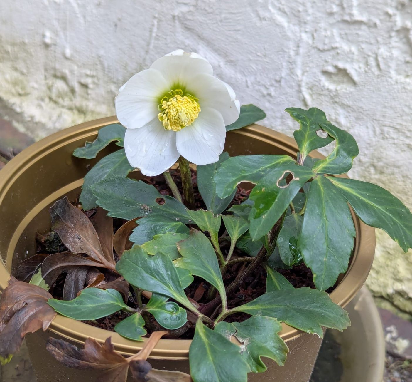 Christrose