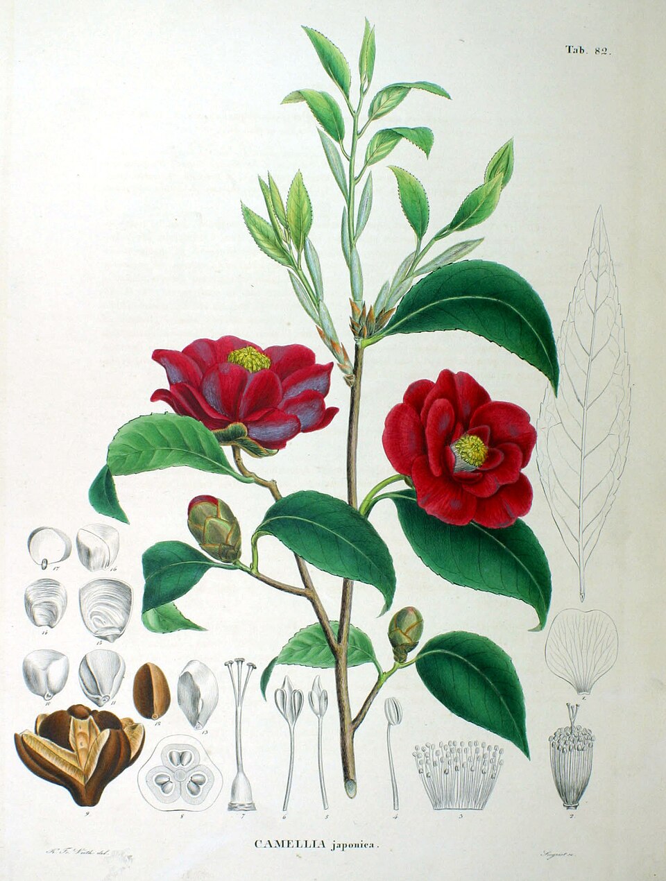 Kamelie