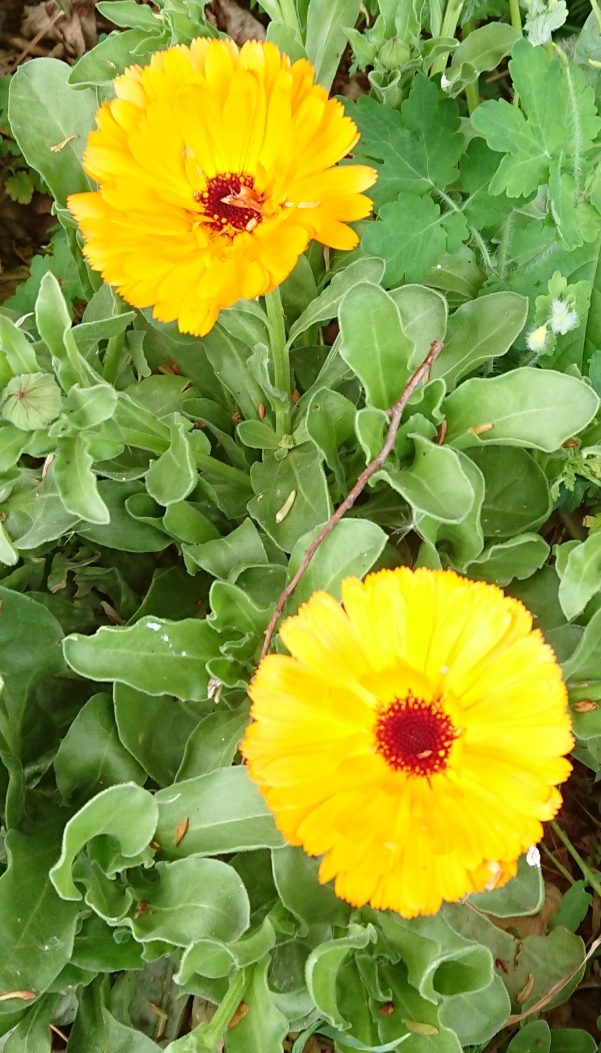 Ringelblume
