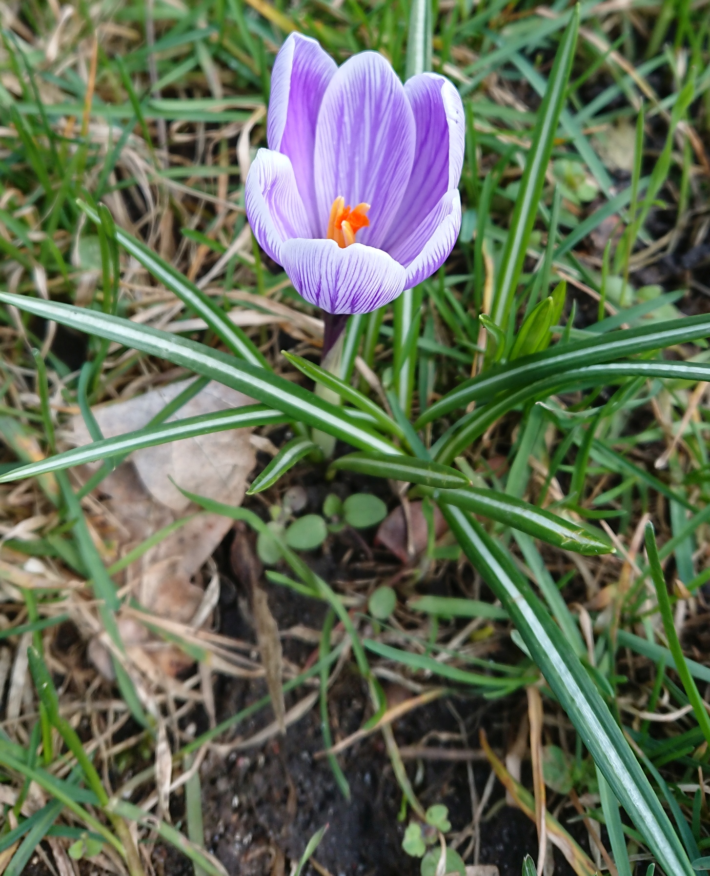 Crocus