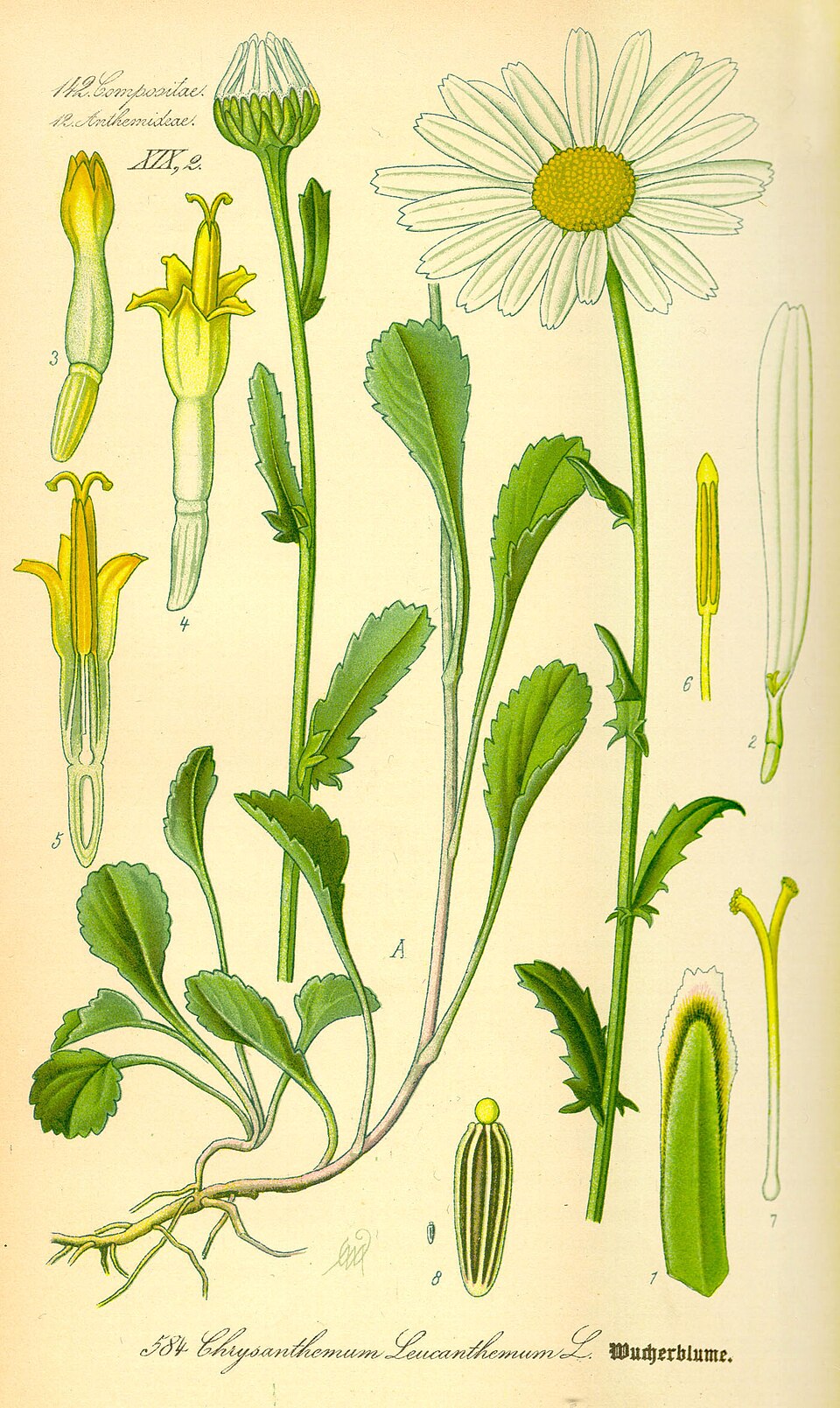 Wucherblume