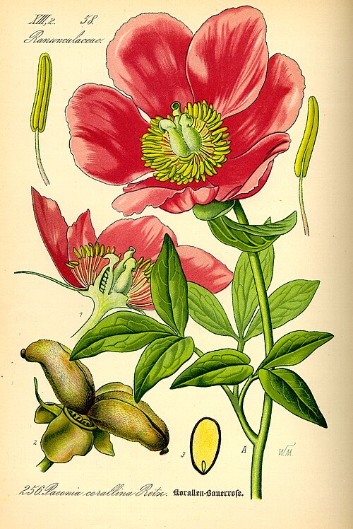 Pfingstrose