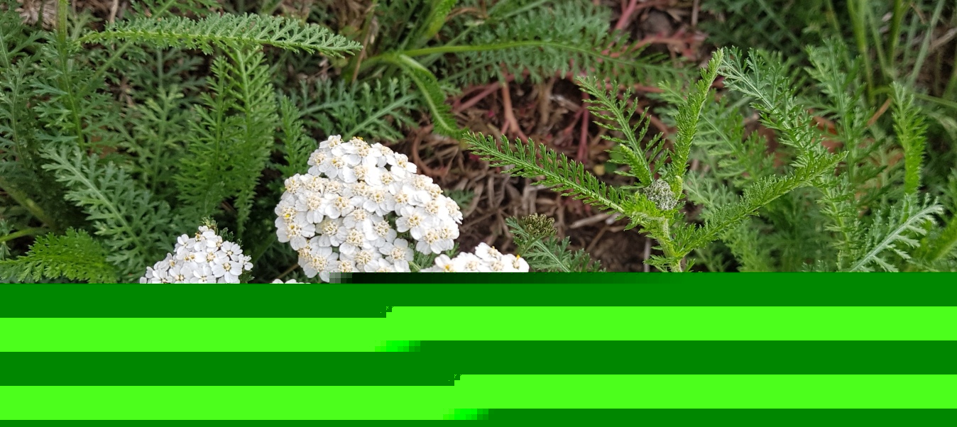 Schafgarbe