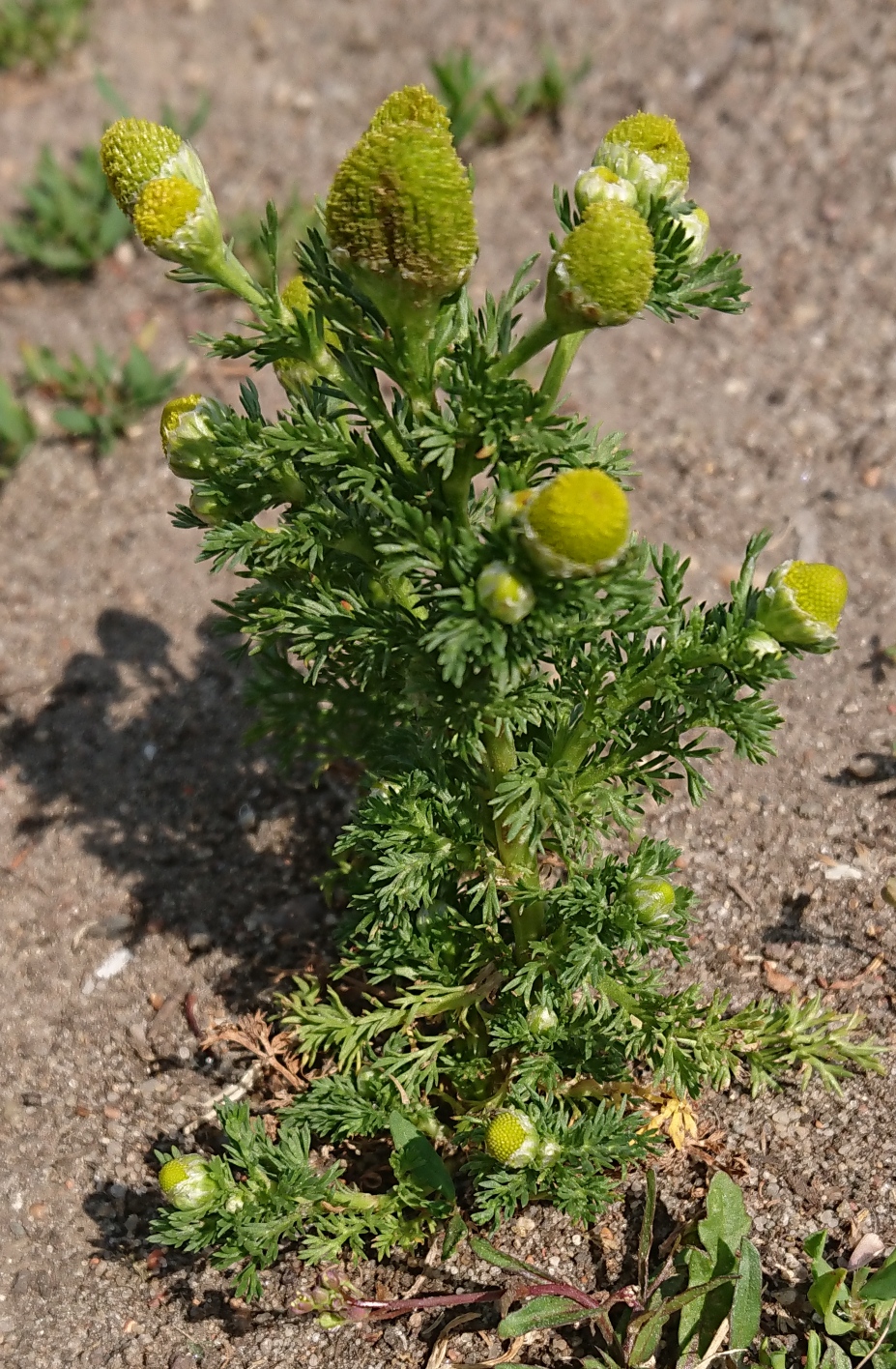 strahllose Kamille