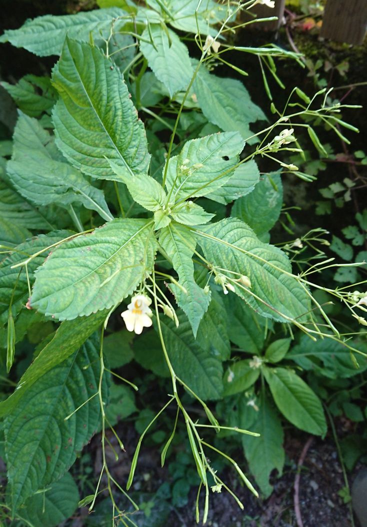 Impatiens parviflora