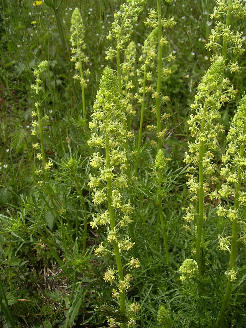 Resedia lutea