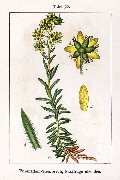 Steinbrech