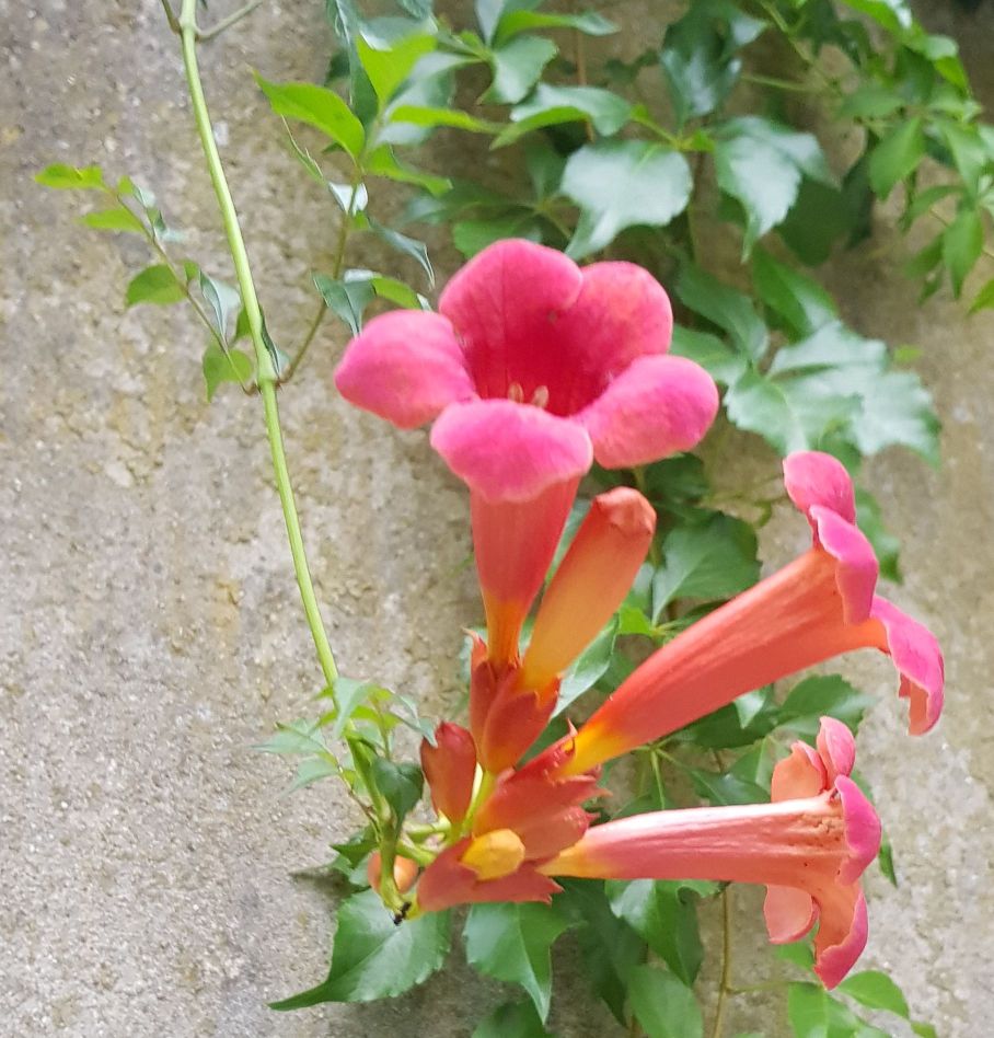 Trompetenblume