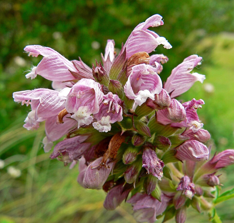Balsamstrauch
