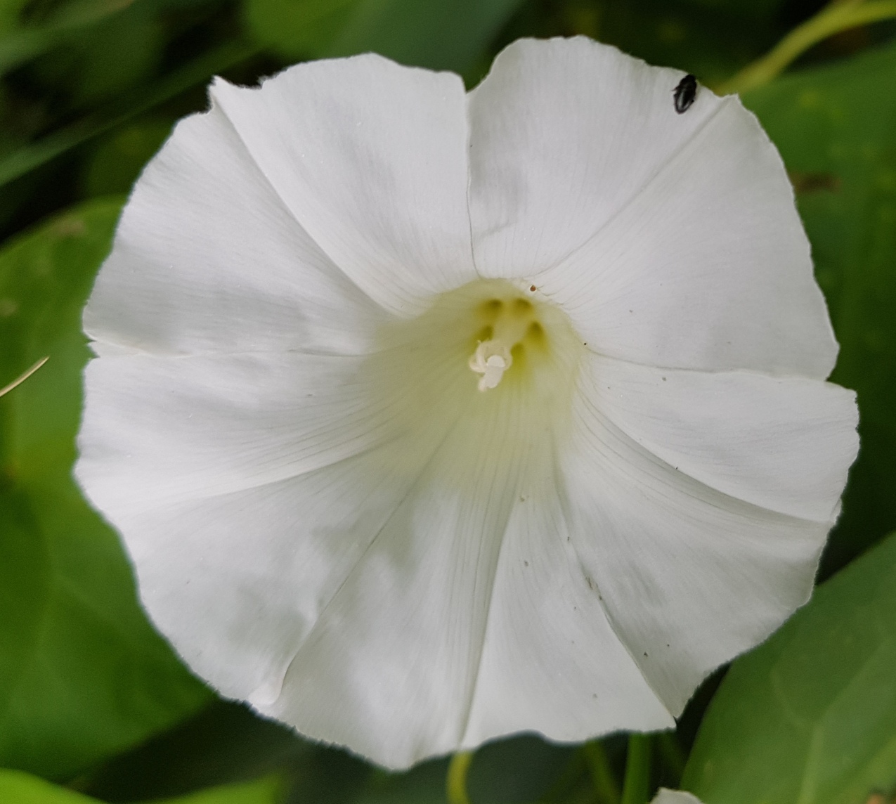Zaunwinde