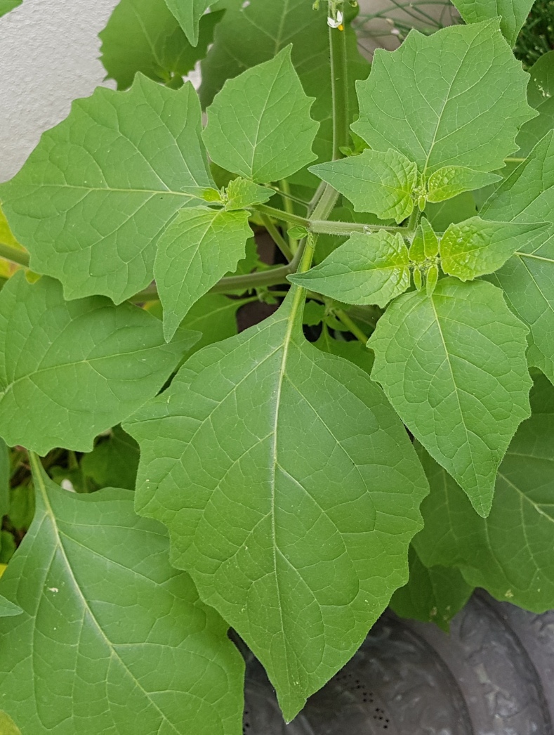 Blätter Solanum nigrum