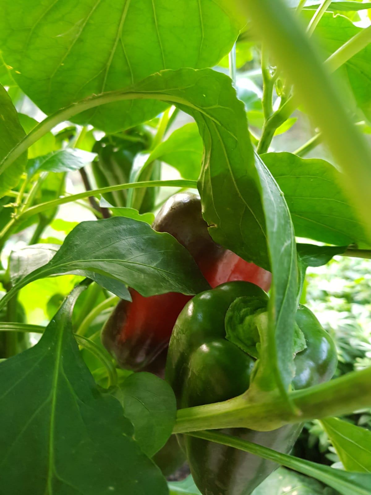 Paprika