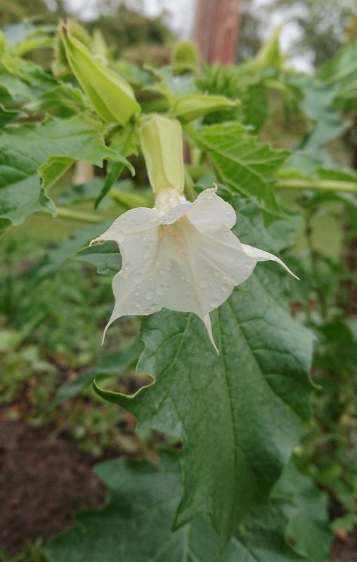 Blüte