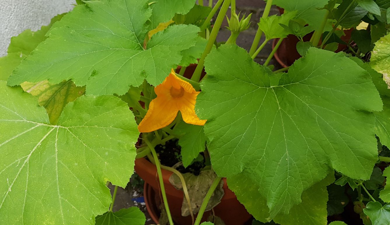 Zucchini