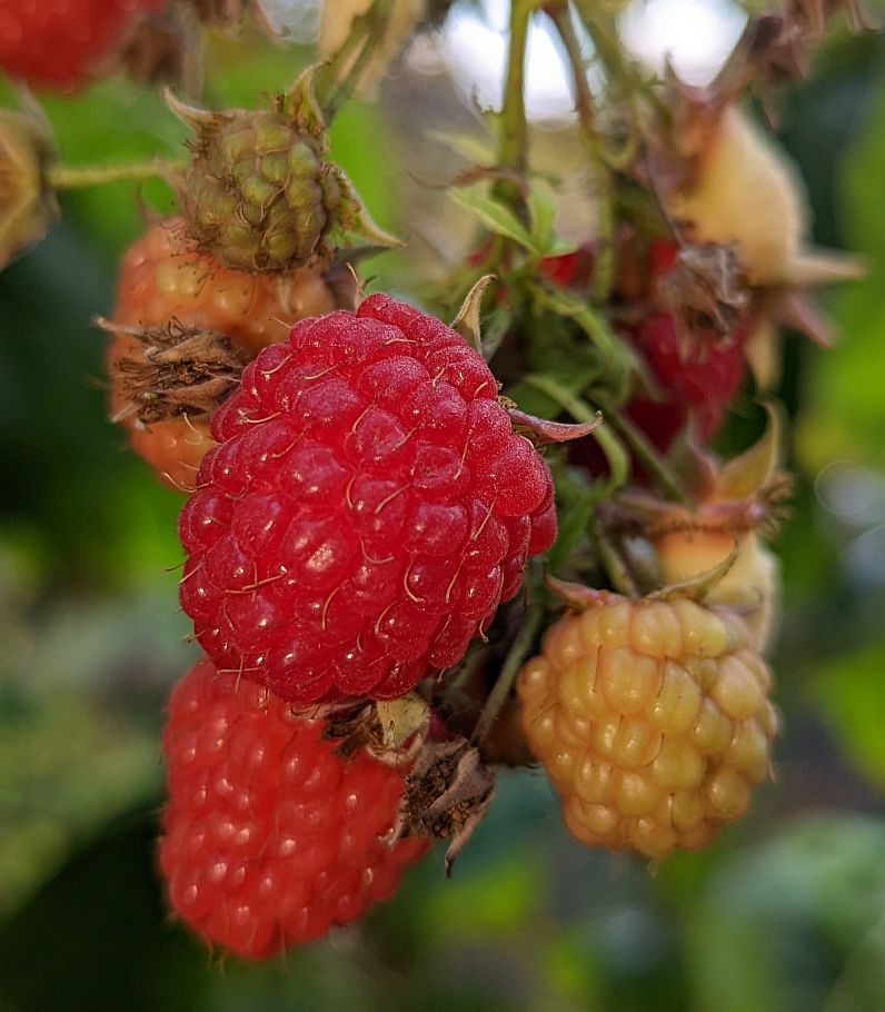 Himbeeren