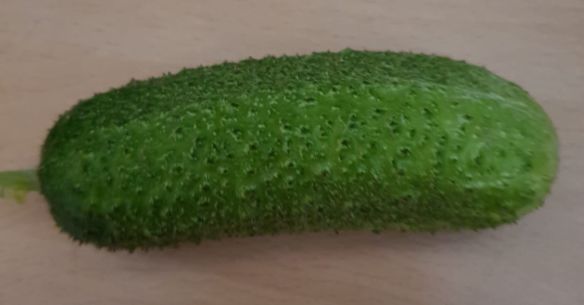 Gurke