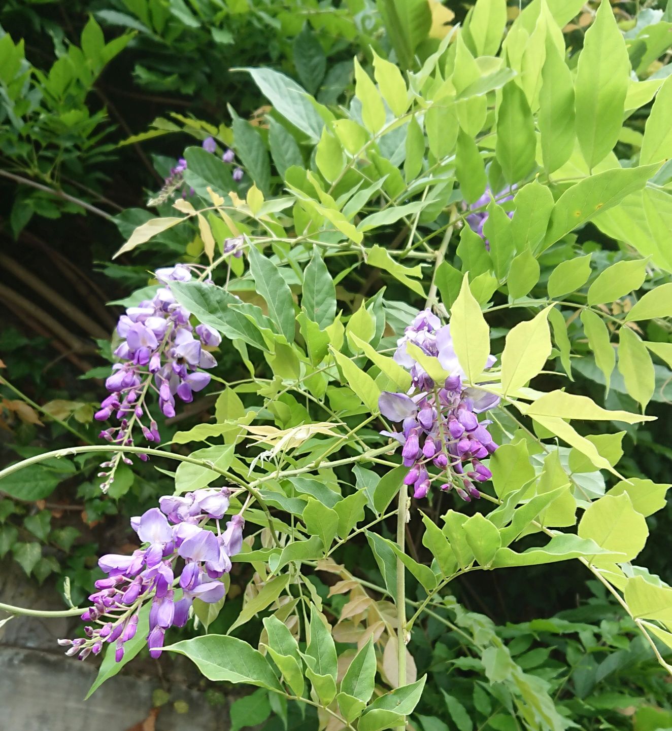Blauregen