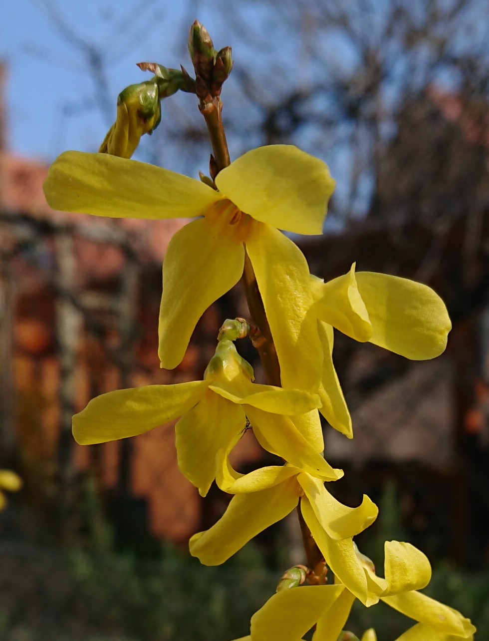 Forsythie