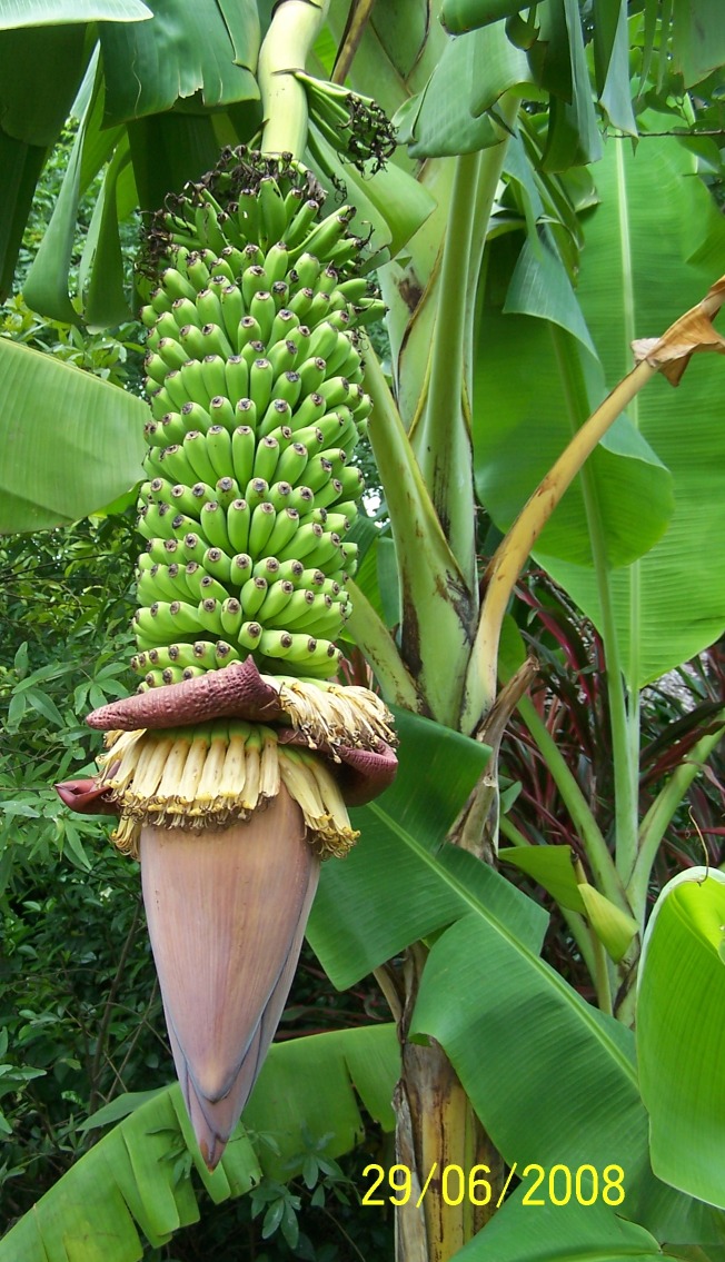 Fruchtstand