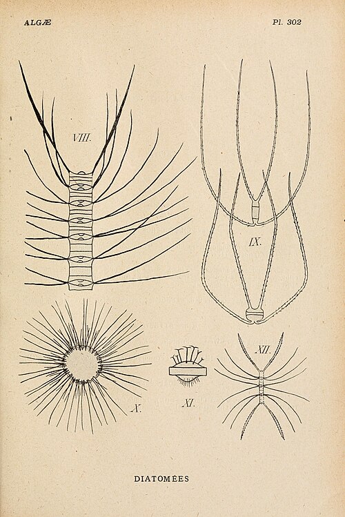 Diatomeen