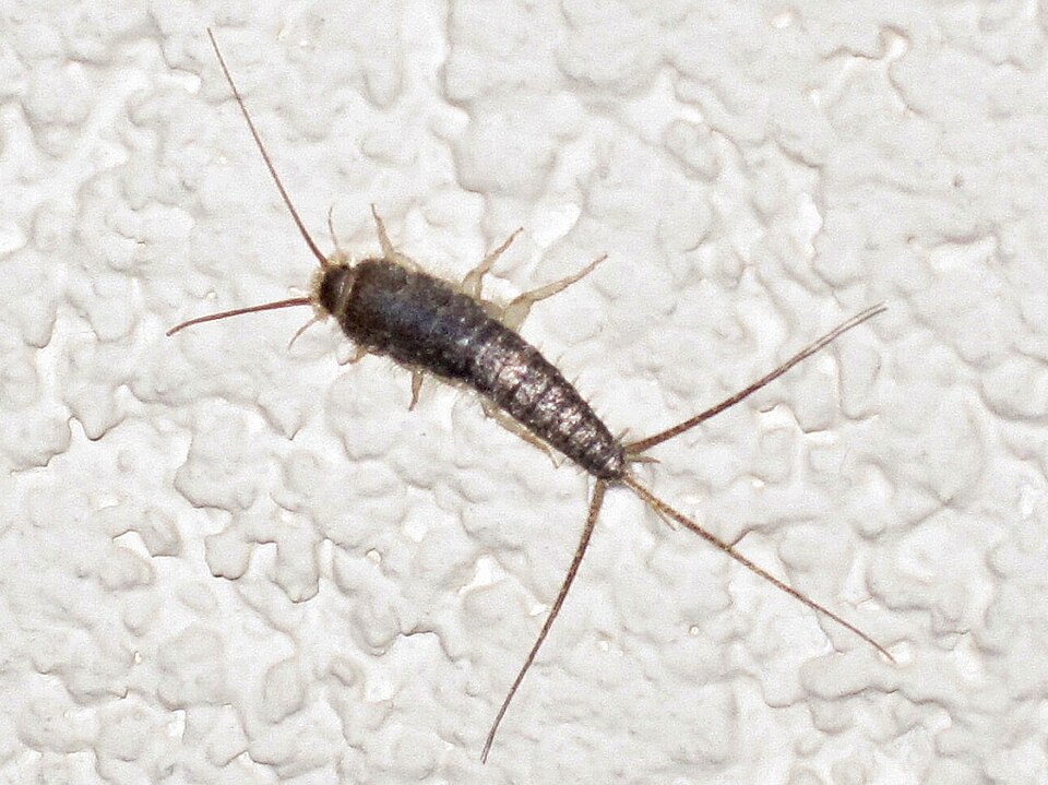 Silberfischchen