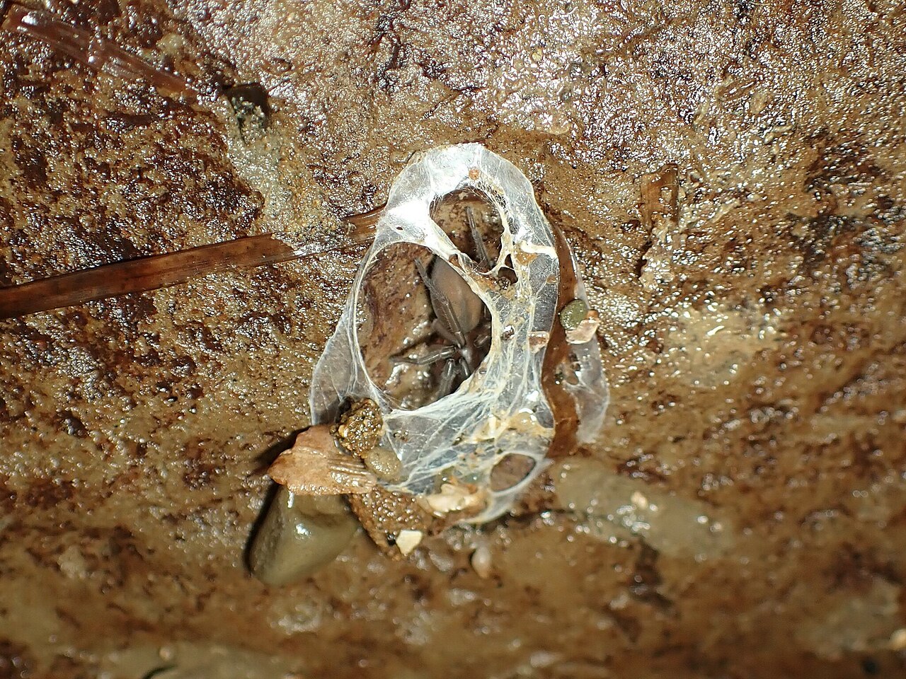 Gezeitenspinne