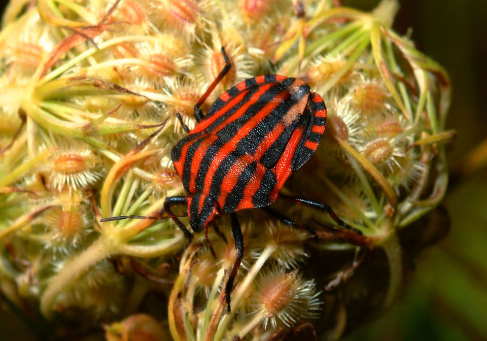 Streifenwanze