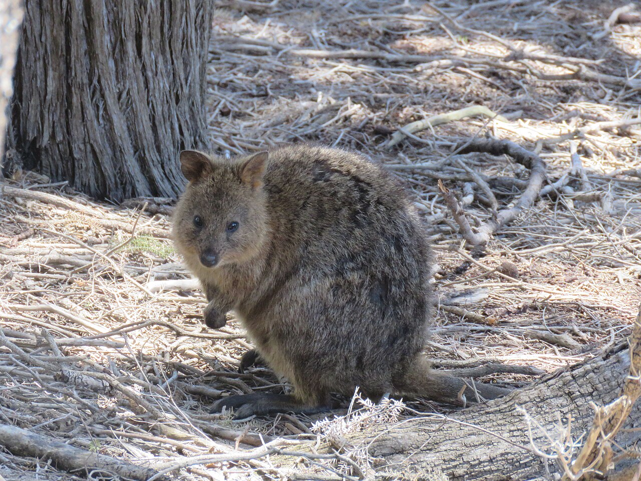 Quokka