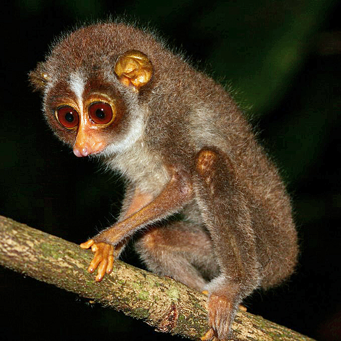 Roter Schlanklori /Loris tardigradus