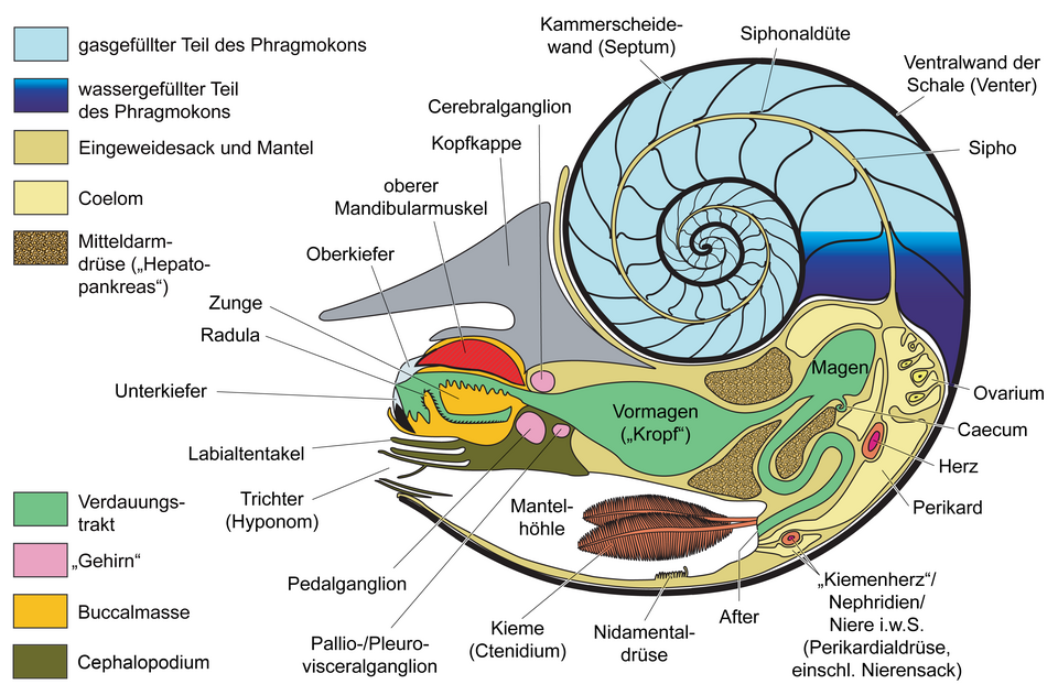 Nautilus
