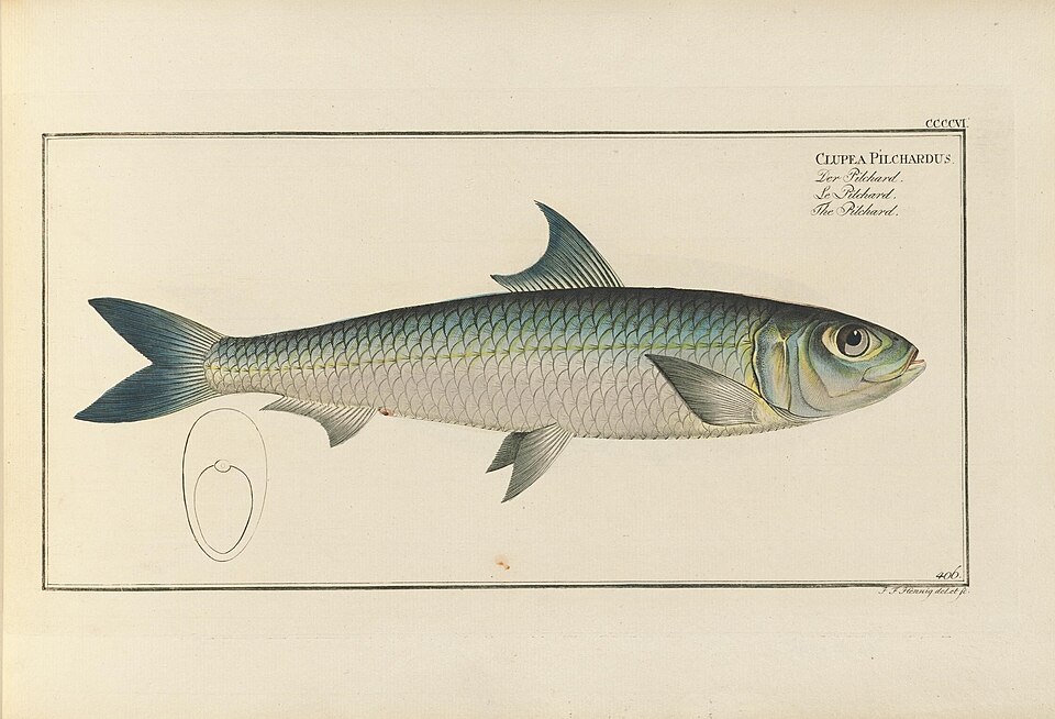 Sardine