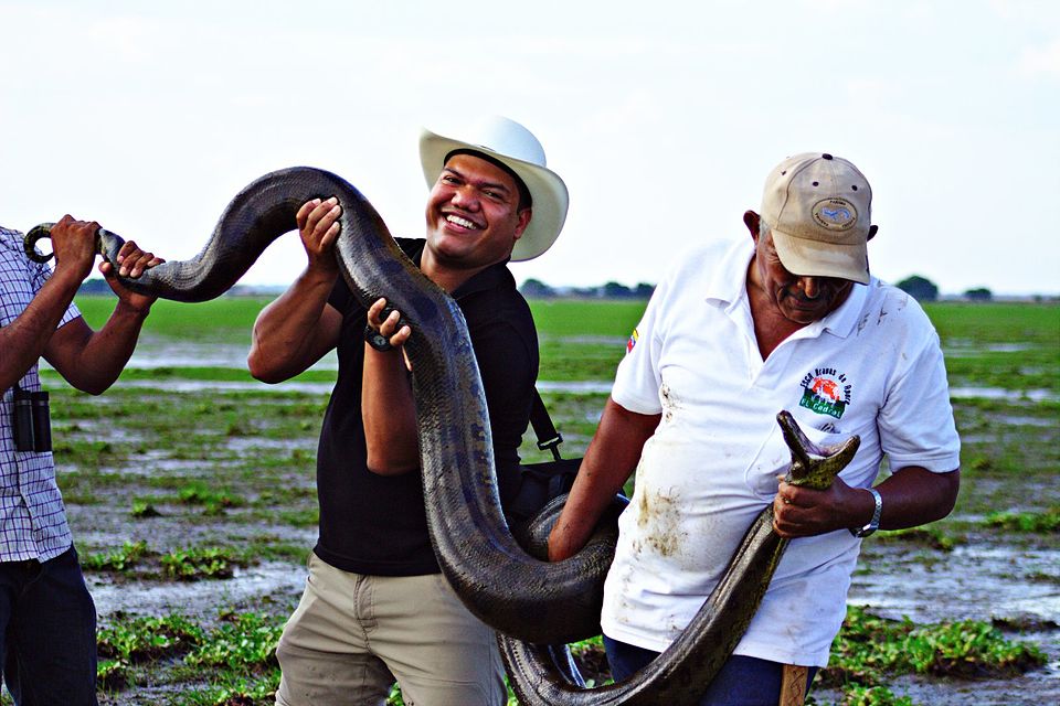 Anaconda