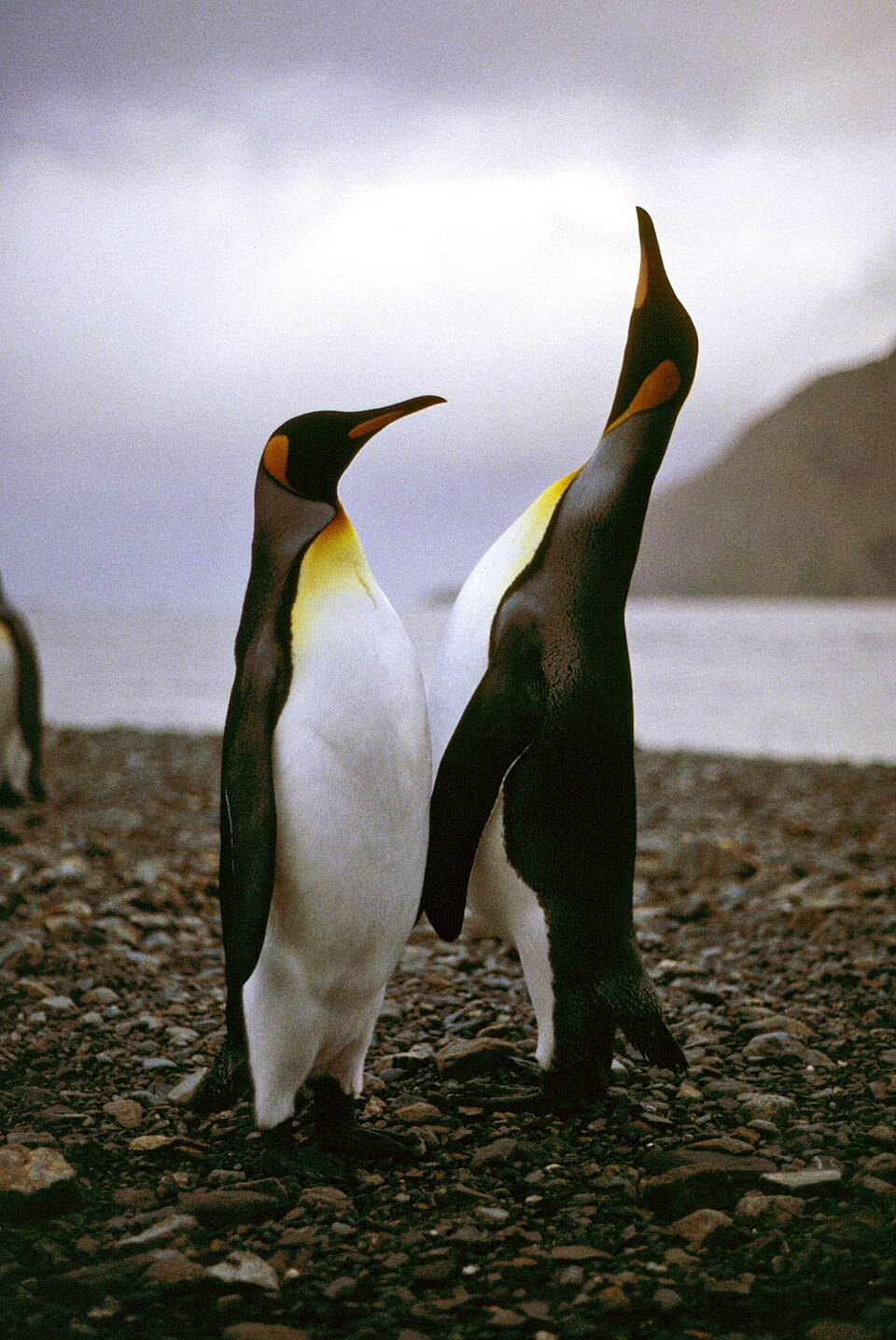 Königspinguine