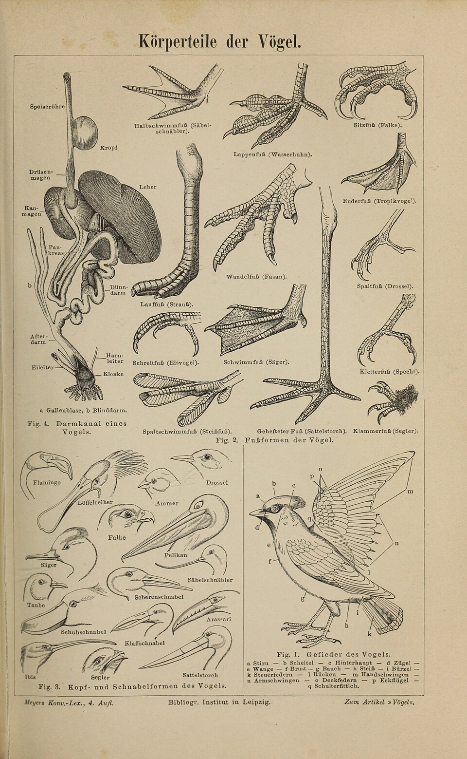Anatomie derVögel