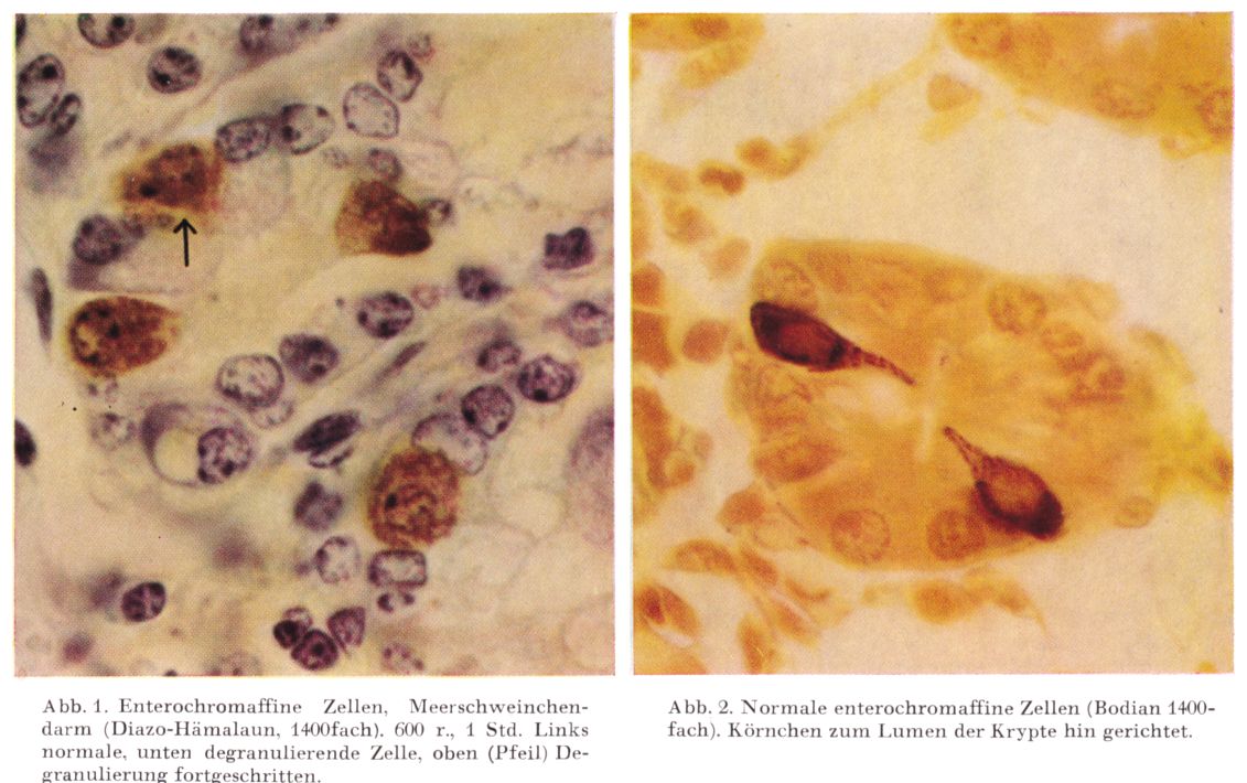 Enterochromaffine Zellen