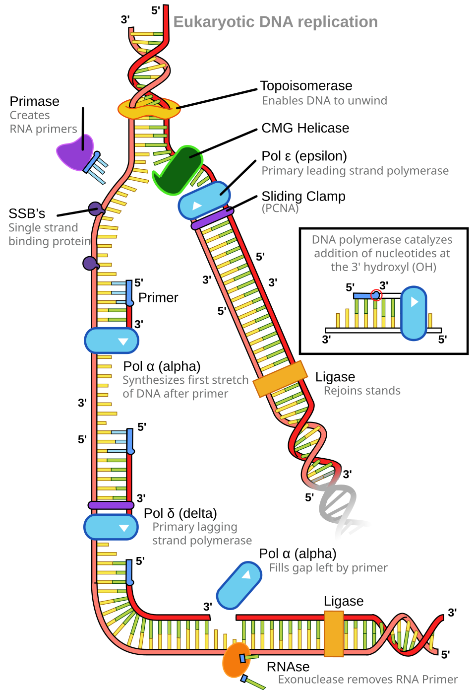 DNA-Duplikation