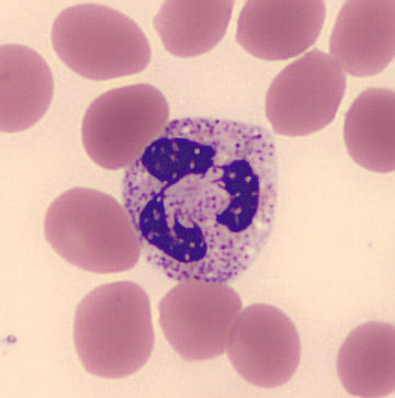 Granulozyt