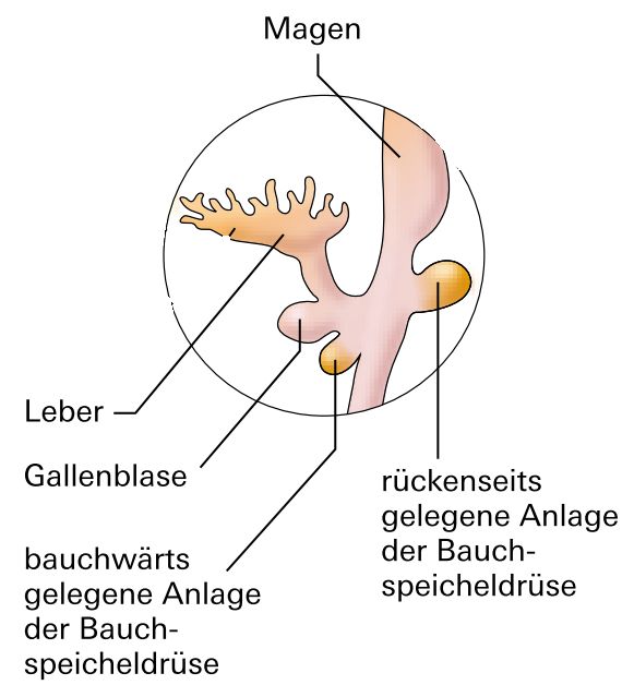 Darmanlage