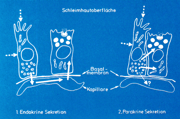 Endokrin-Parakrin