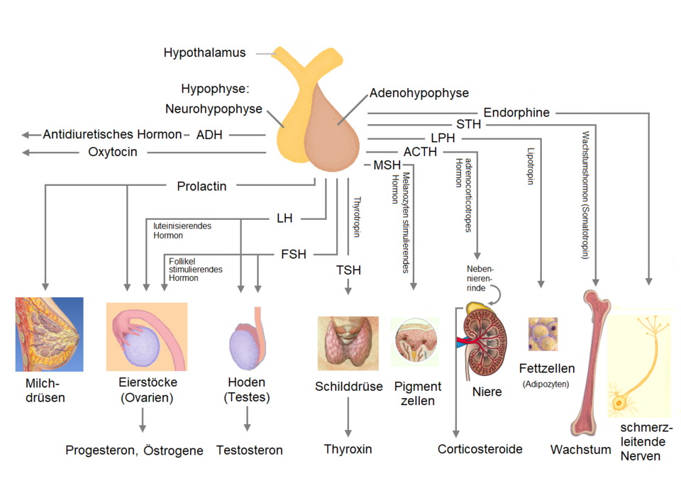 Hpophysenhormone
