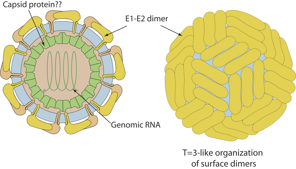 PEG-Virus