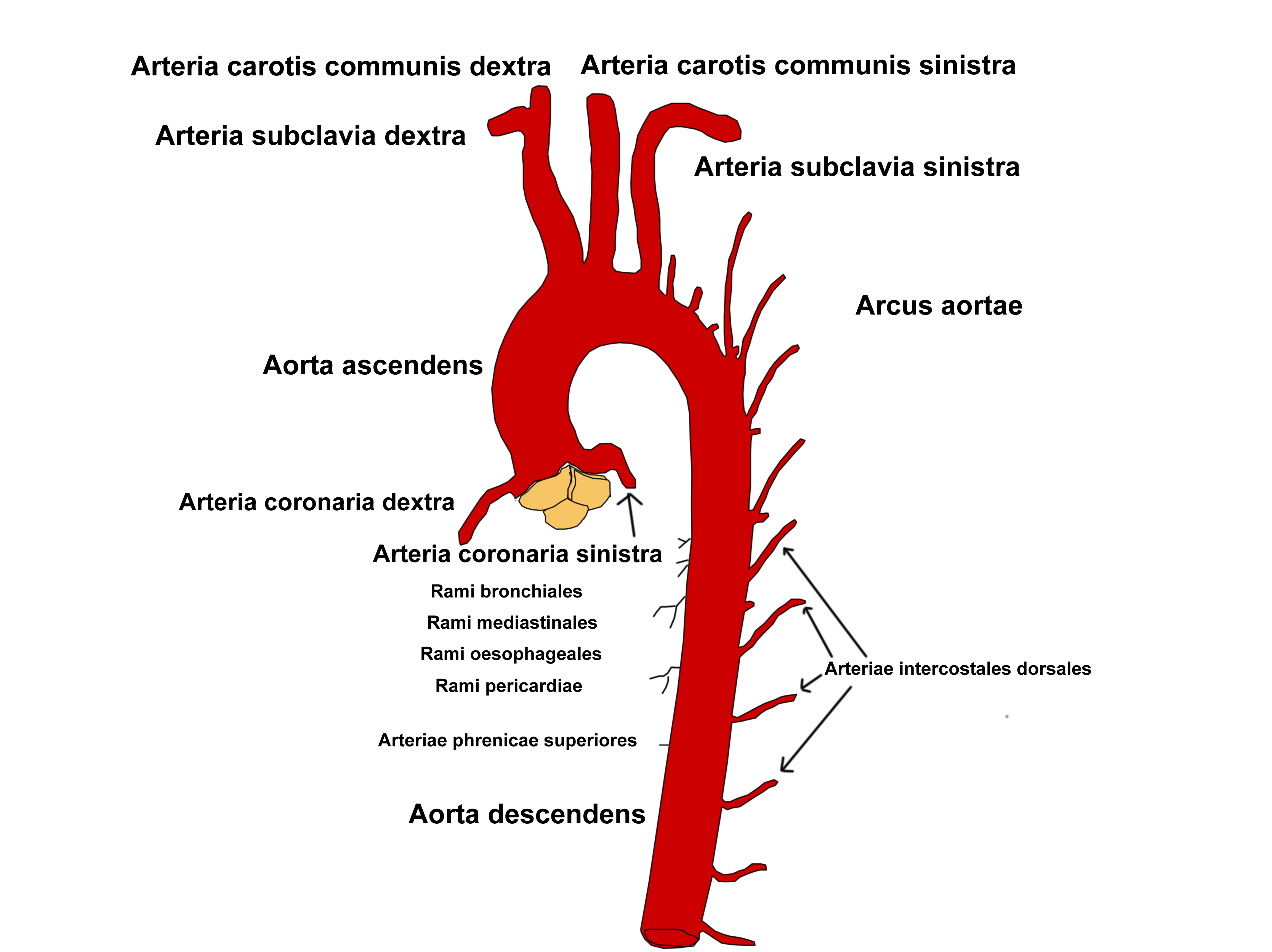 Грудная аорта схема