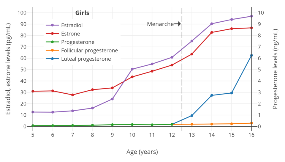 Hormone Pubertät