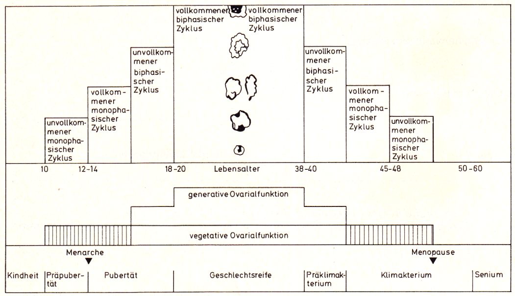 Zyklus und Lebensalter